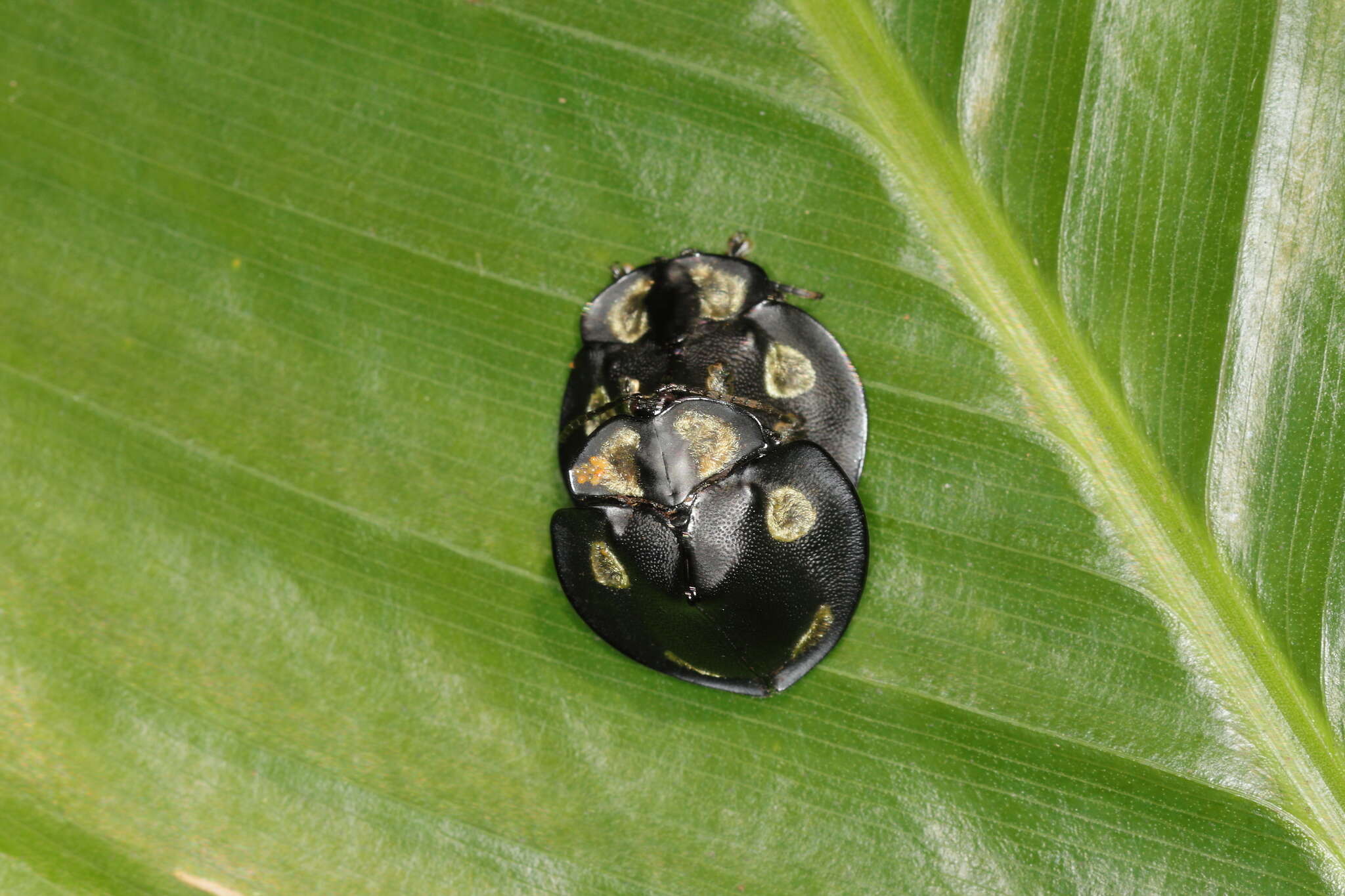 Image of Mesomphalia turrita (Illiger 1801)