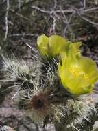 Image de Cylindropuntia californica var. delgadilloana (Rebman & Pinkava) Rebman