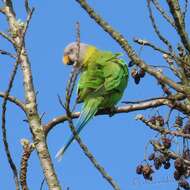 Image of Blossom-headed Parakeet