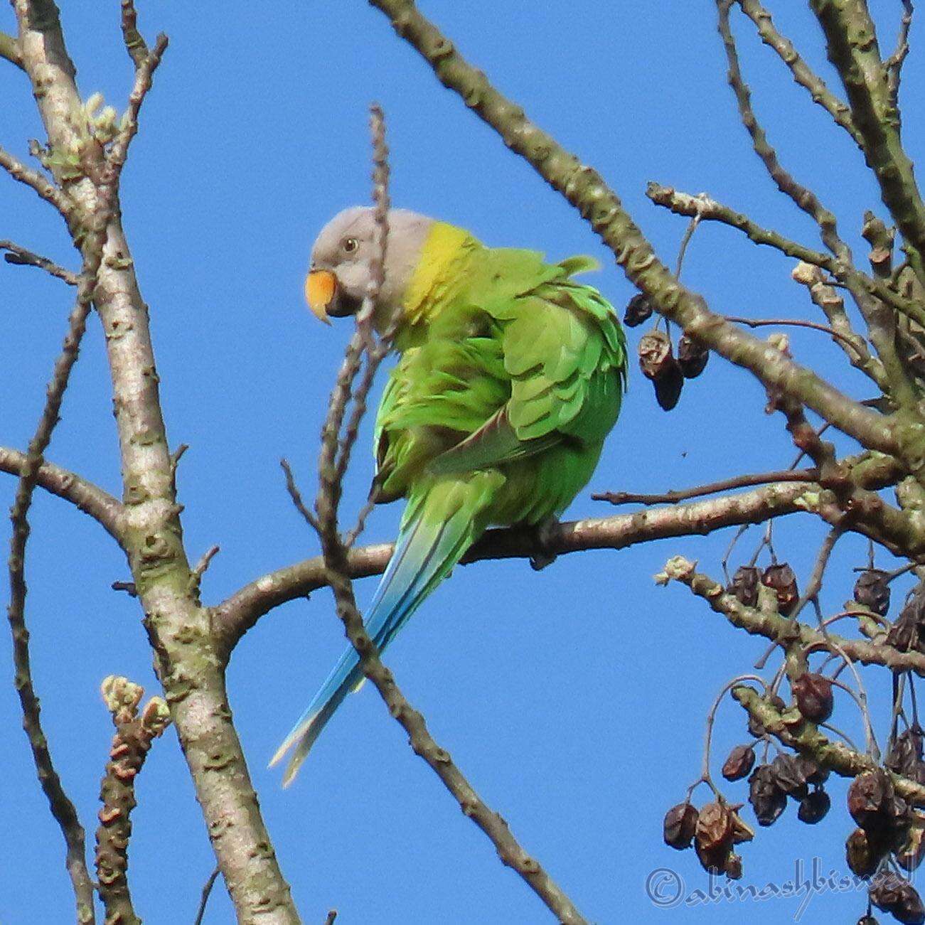 Image of Blossom-headed Parakeet