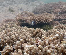 Слика од Pycnochromis fieldi (Randall & Di Battista 2013)