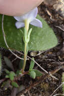 Image of rose bluet