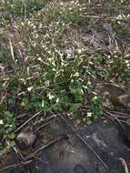 Image of Kentucky glade cress