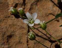 Imagem de Arenaria libanotica Ky.