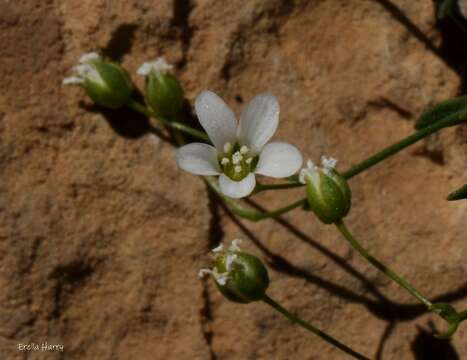 Imagem de Arenaria libanotica Ky.