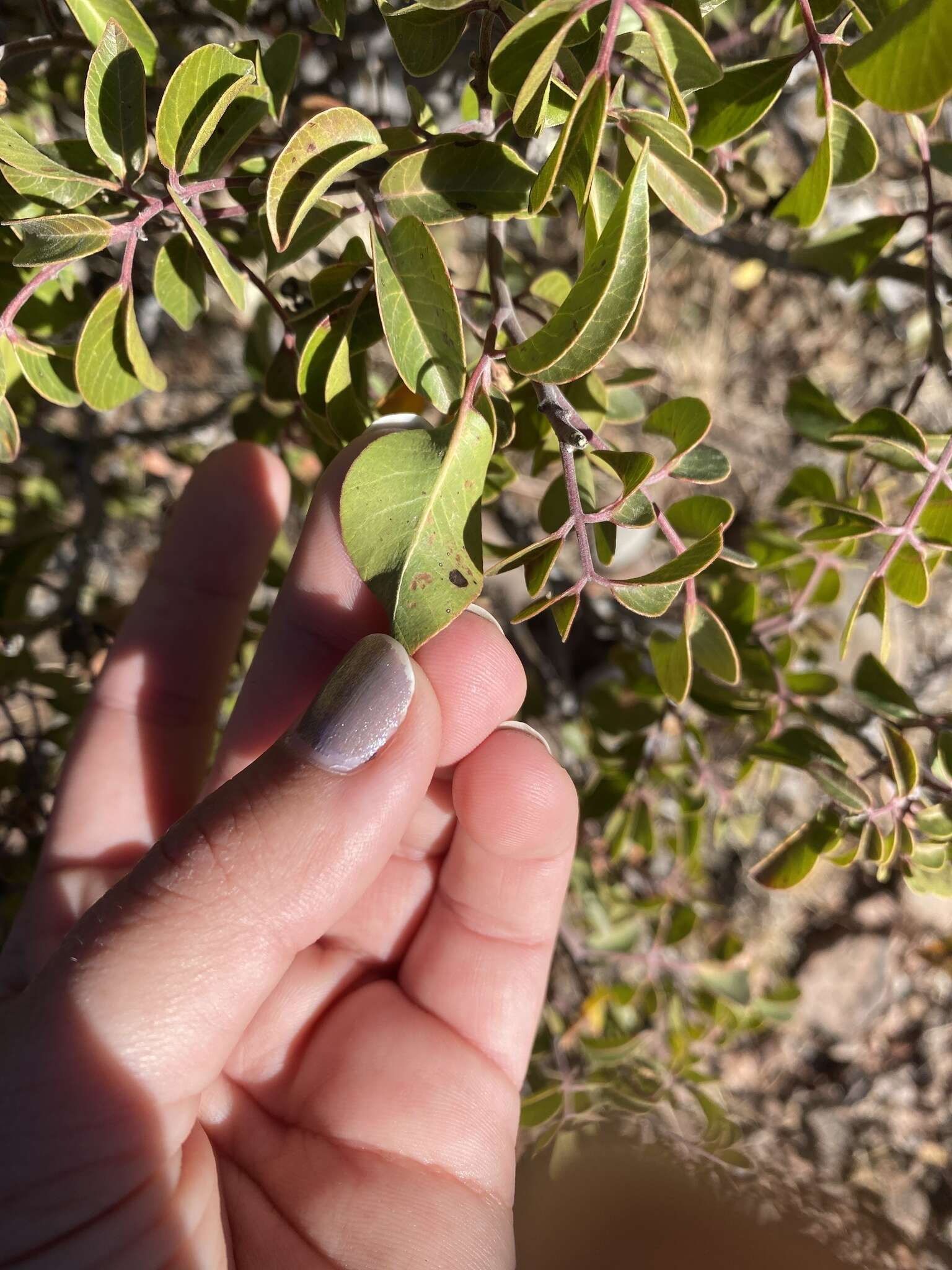 Sivun Rhus virens var. choriophylla (Wooton & Standl.) L. D. Benson kuva