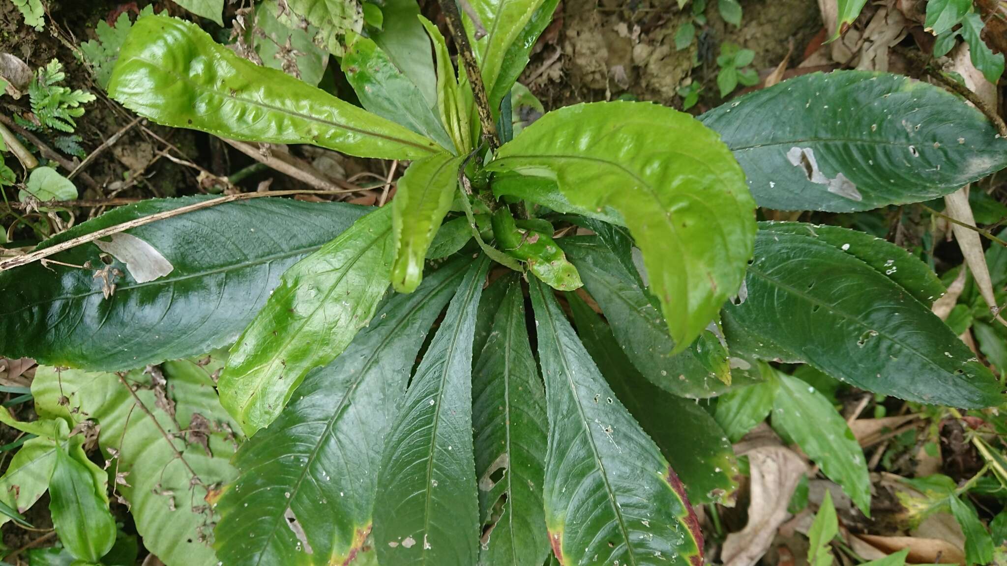 Image of Blumea lanceolaria (Roxb.) Druce