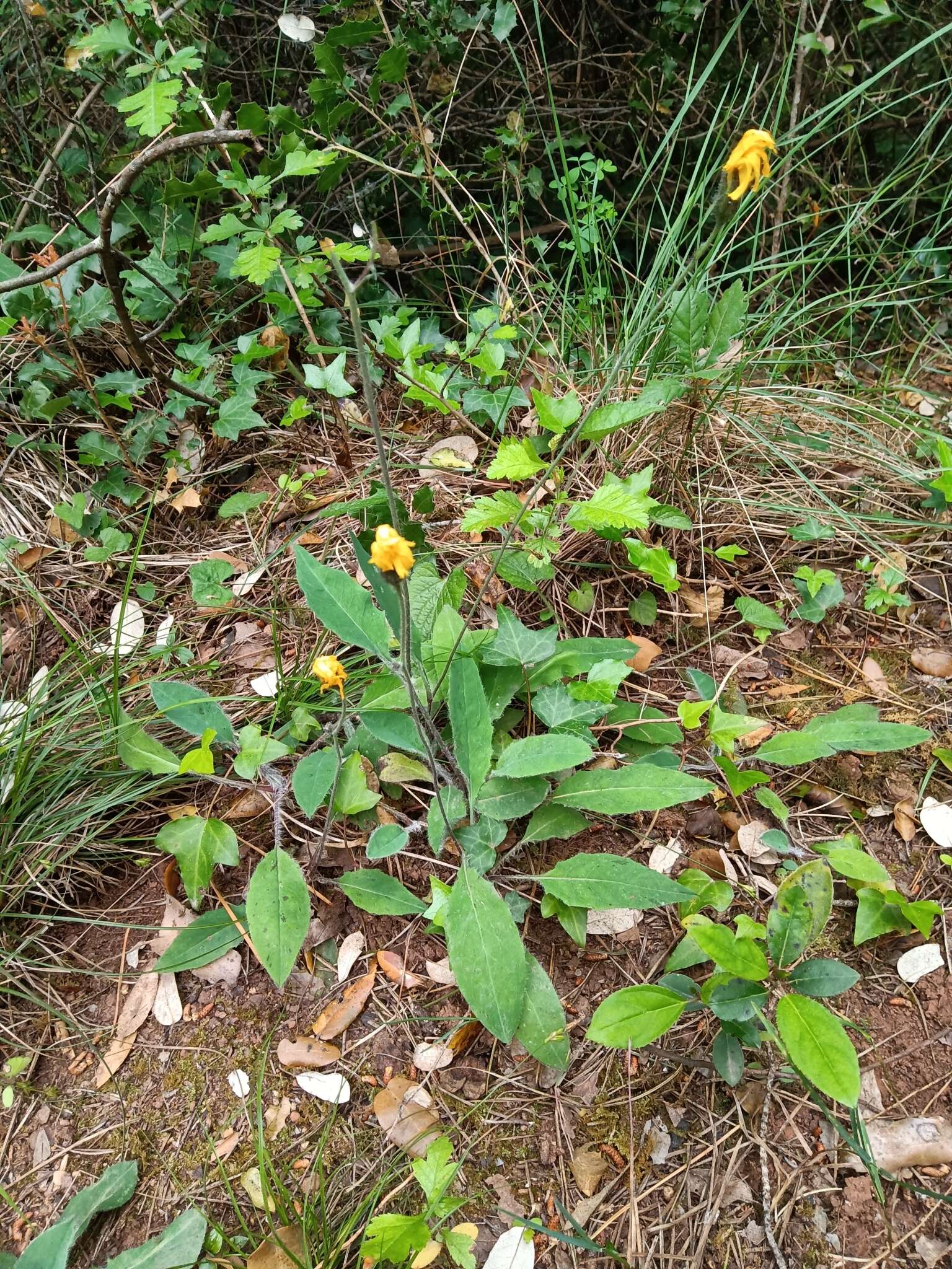 Image of Hieracium glaucinum Jord.