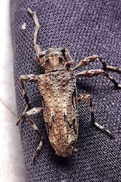 Oreodera bituberculata Bates 1861的圖片