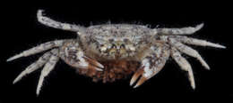 Image of Western mud crab