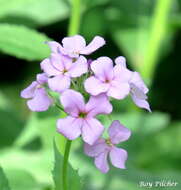 Imagem de Hesperis matronalis L.