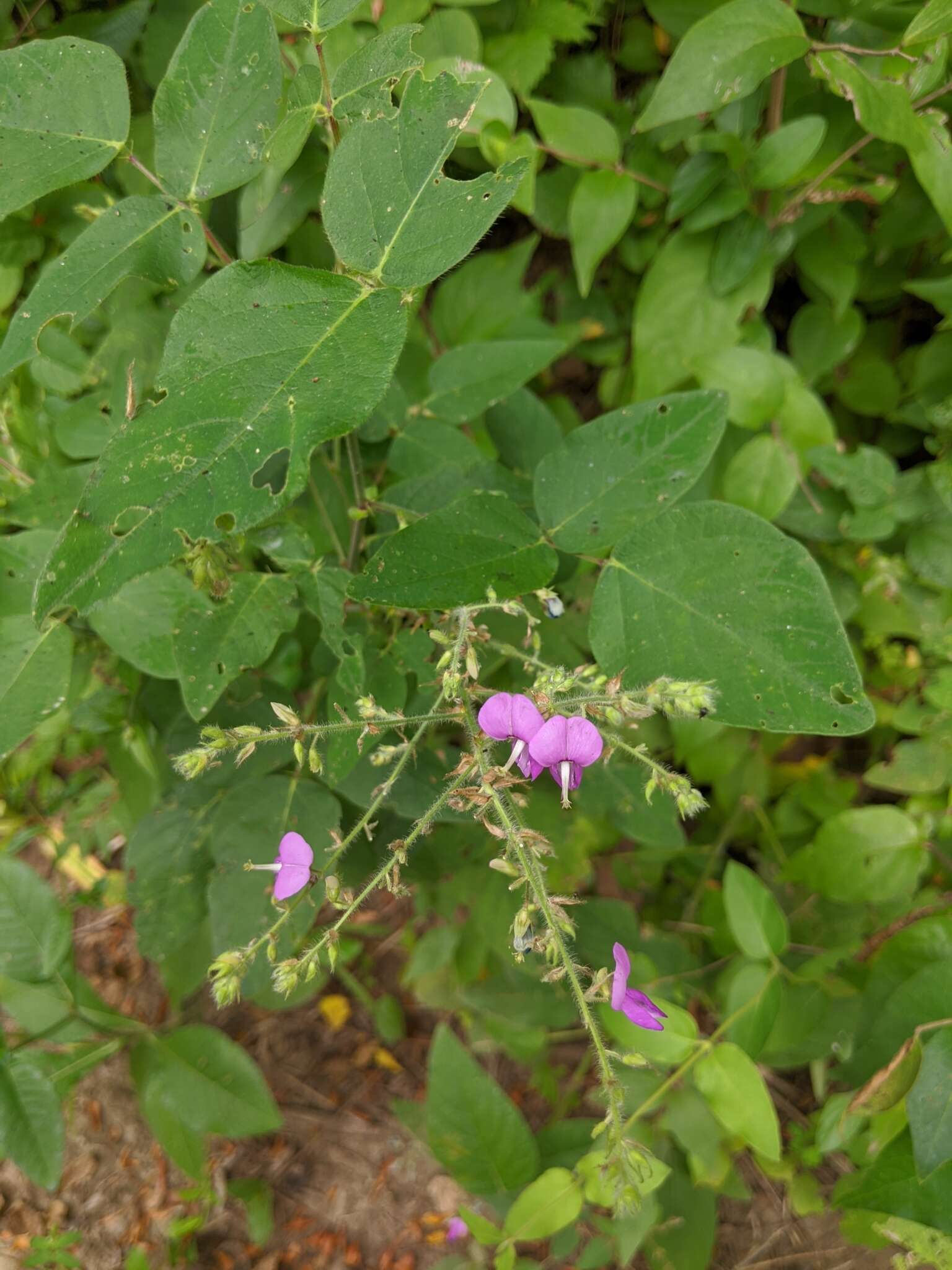 Desmodium canescens (L.) DC. resmi