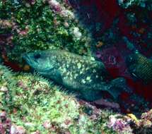Image of Mottled soapfish