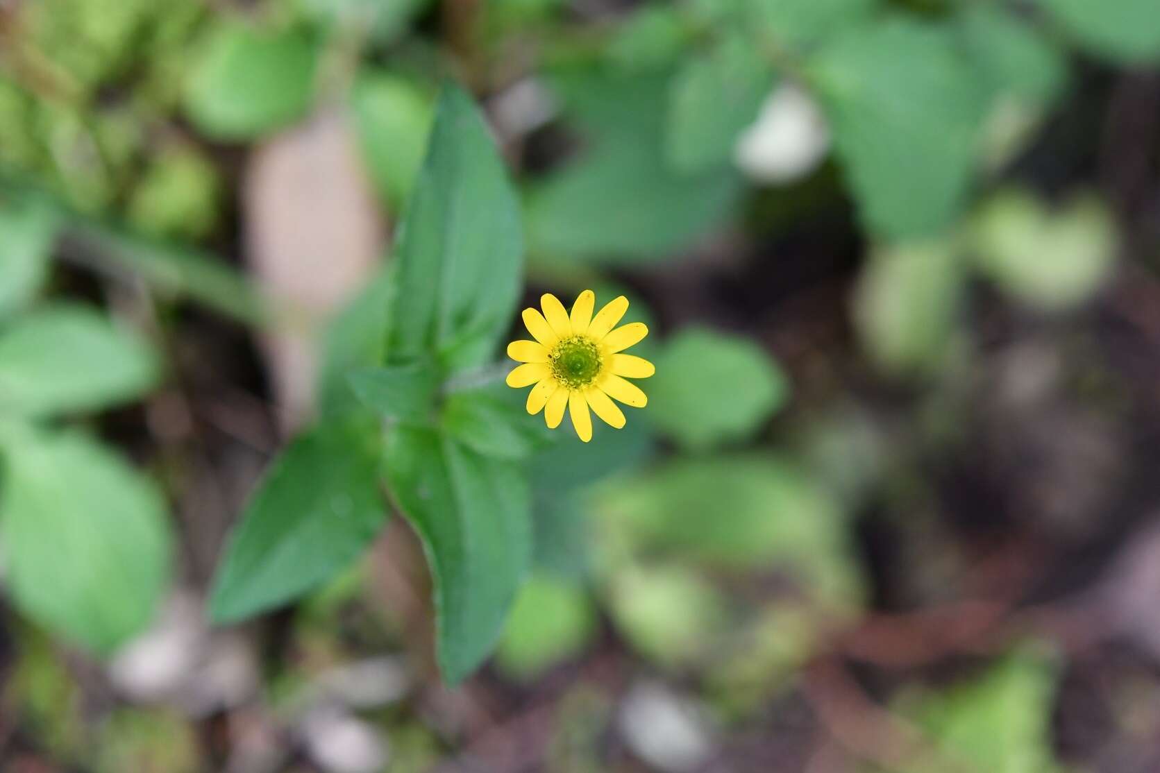 Image of Melampodium montanum Benth.