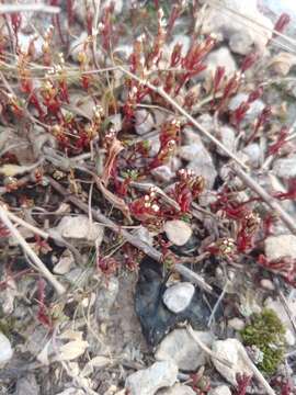 Image of Sedum microcarpum (Sibth. & Sm.) S. Schönland