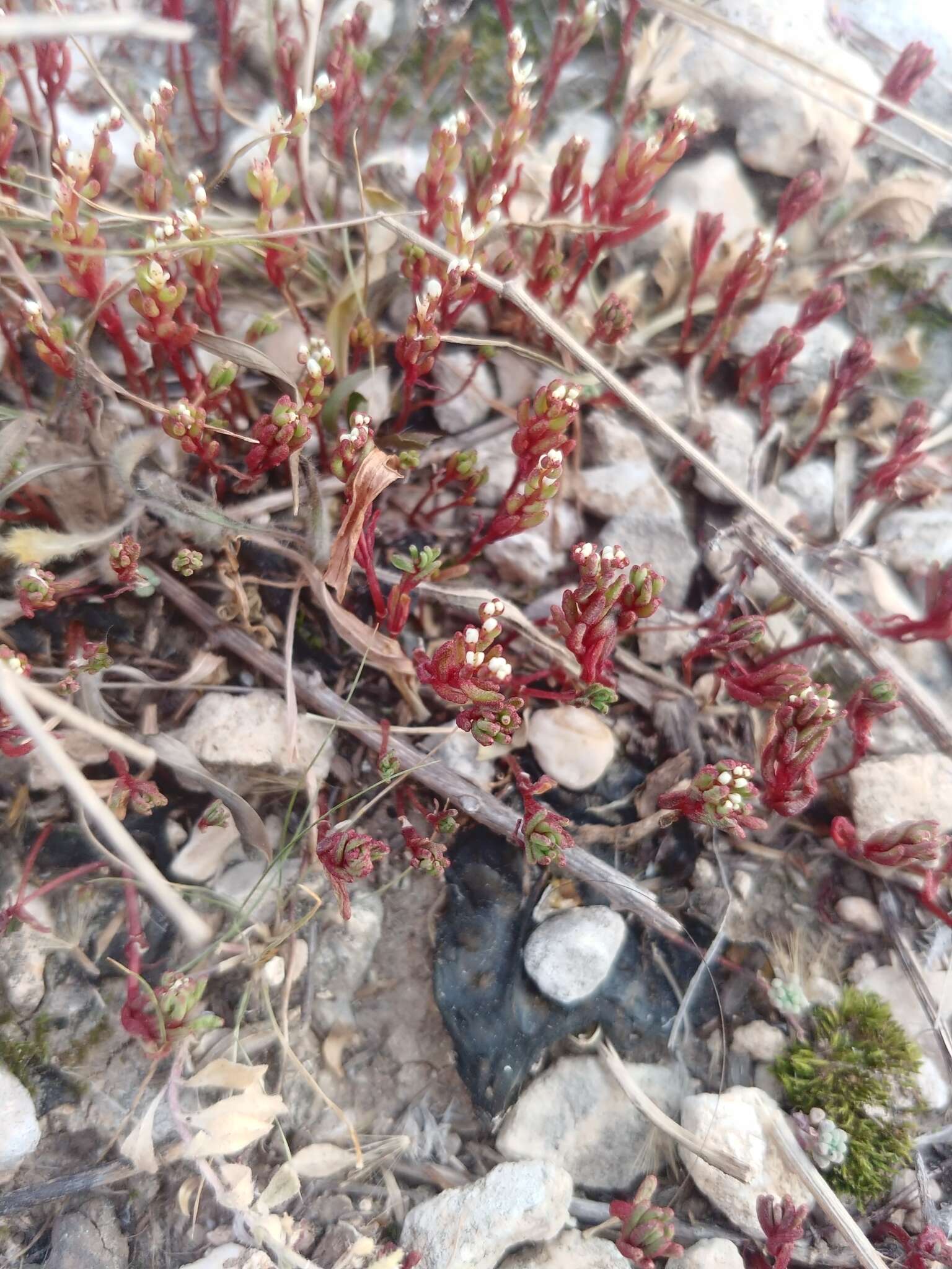 Sivun Sedum microcarpum (Sibth. & Sm.) S. Schönland kuva