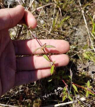 Image of Florida false buttonweed