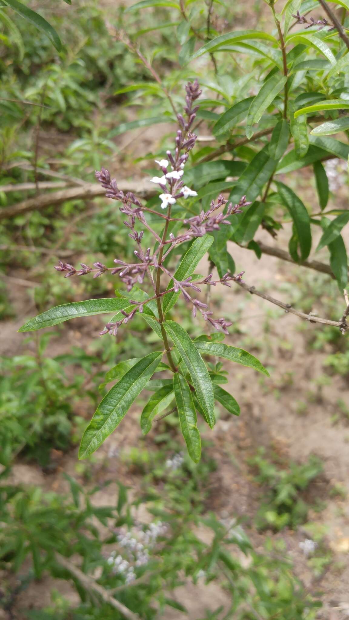 Image of lemon beebrush