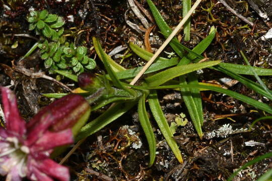 Image of Silene morrisonmontana var. morrisonmontana