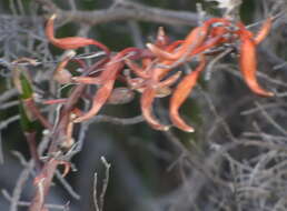 Image of Gasteria brachyphylla var. brachyphylla