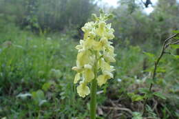 صورة Orchis pallens L.