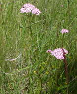 Image of Achillea obscura Nees