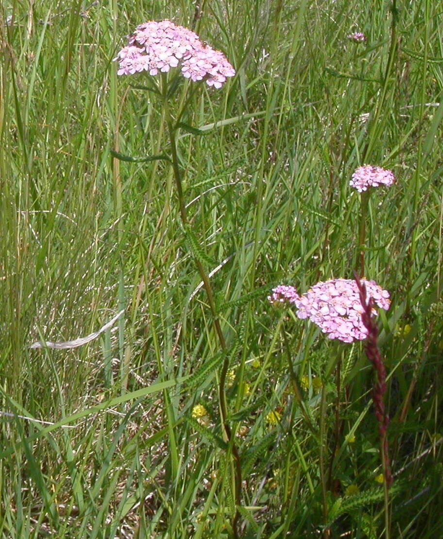 Image of Achillea obscura Nees