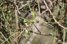 Image of Hakea carinata F. Müll. ex Meissn.