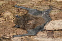 Image of White nose syndrome