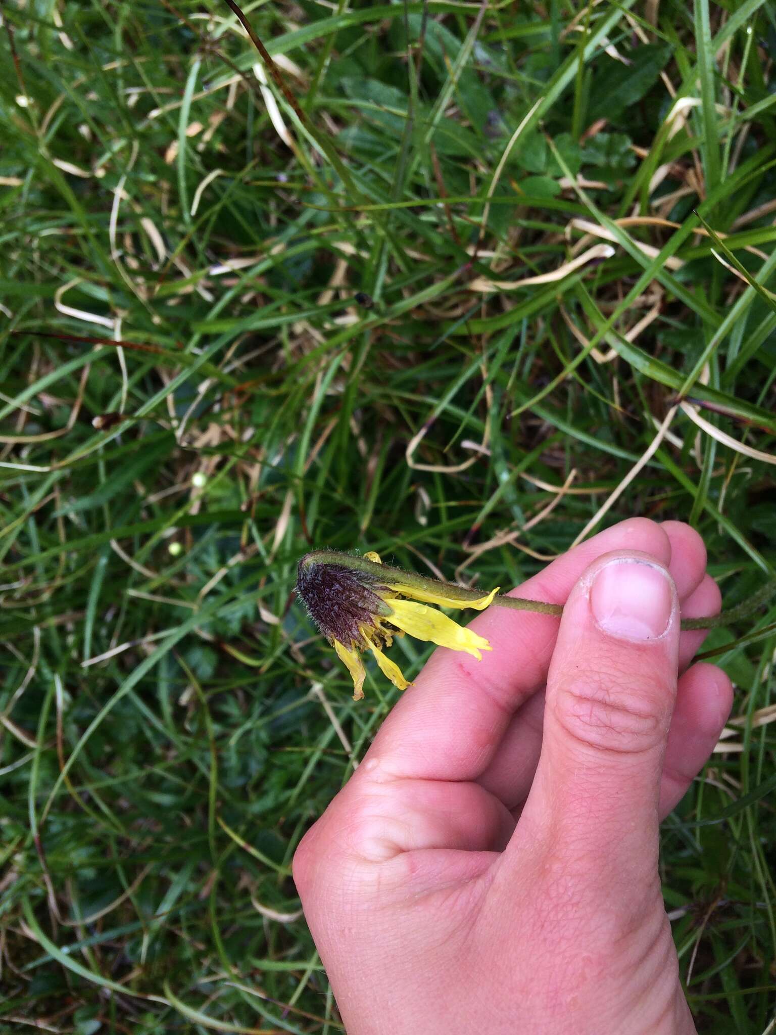 Image of nodding arnica