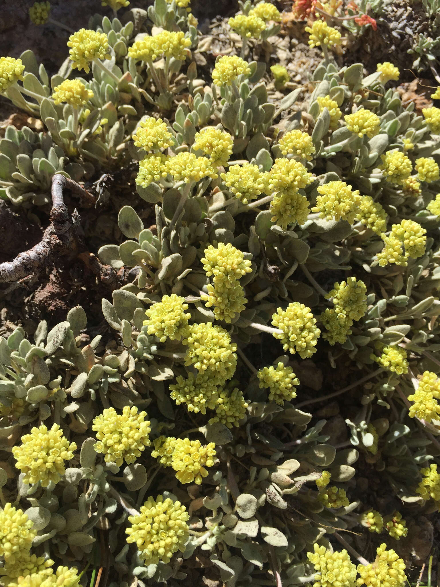 Image of frosted buckwheat