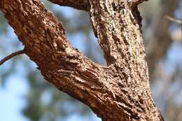 Image of Bat's wing coral tree