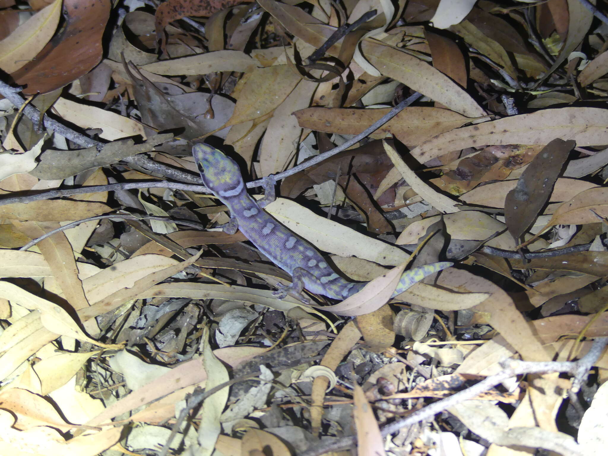 Image of Augenfleckengecko