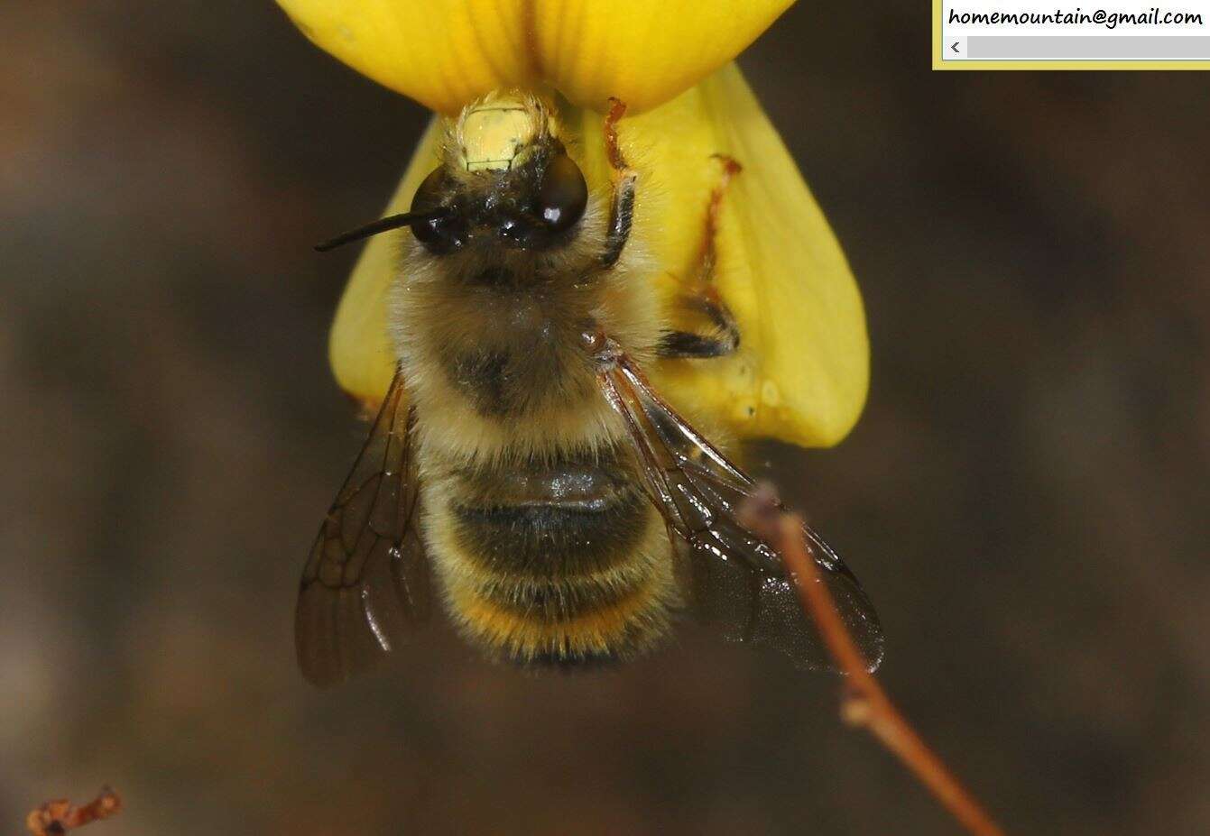 Image of Anthophora plagiata (Illiger 1806)