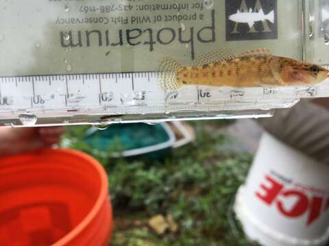 Image of Fantail Darter