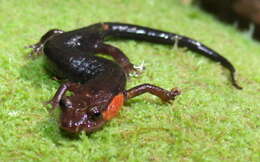 Image of Imitator Salamander