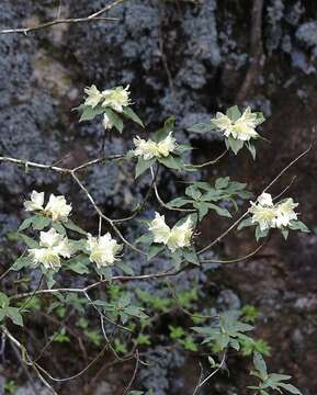 صورة Rhododendron keiskei Miq.