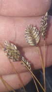 Image of Oreochloa disticha (Wulfen) Link