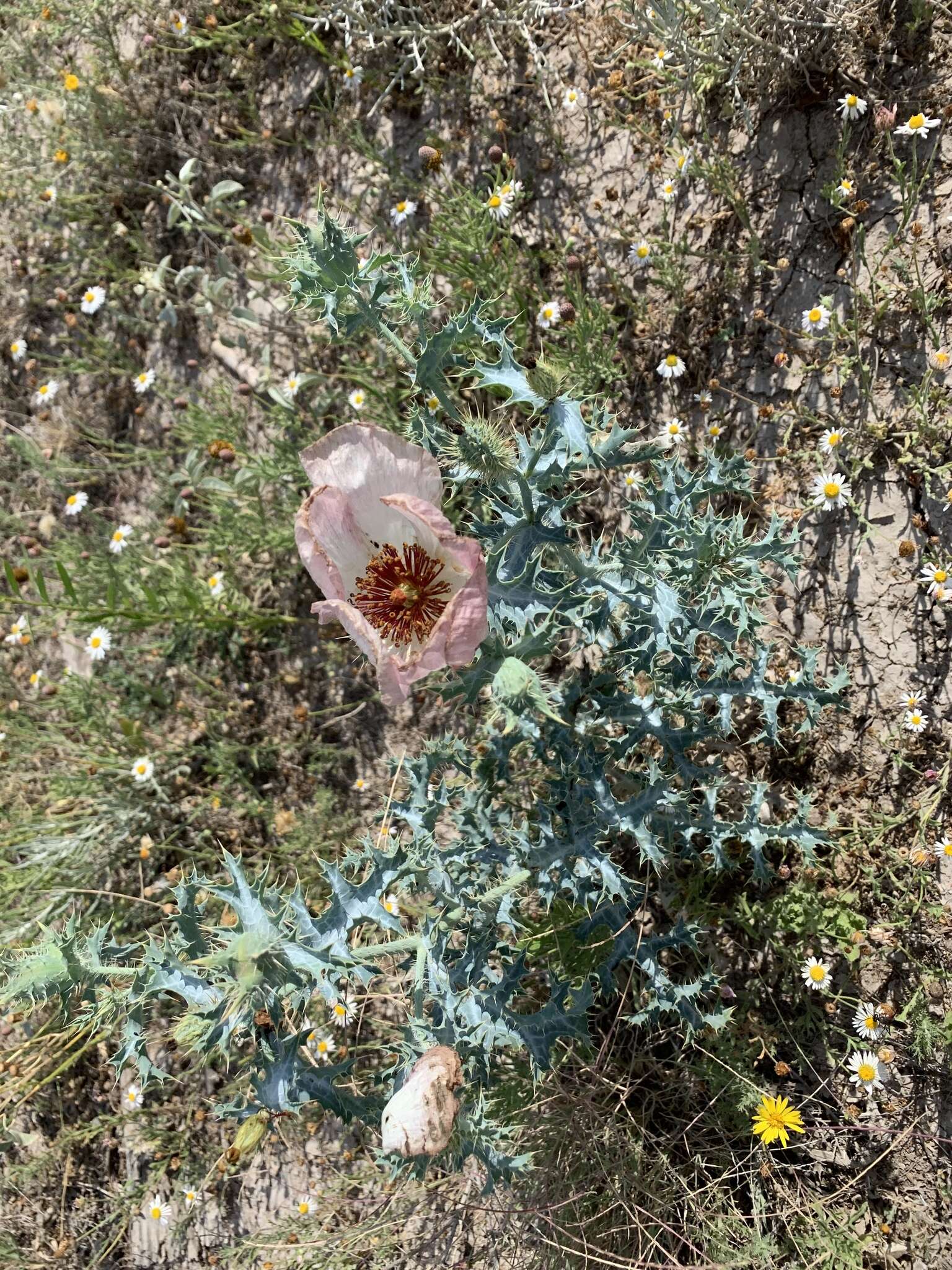 Image of hedgehog pricklypoppy