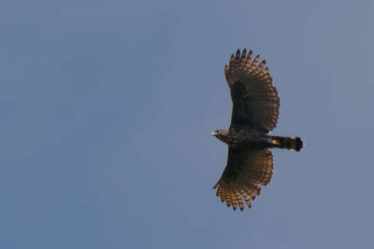 Nisaetus lanceolatus (Temminck & Schlegel 1845) resmi