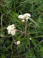 Image of Eupatorium formosanum Hayata