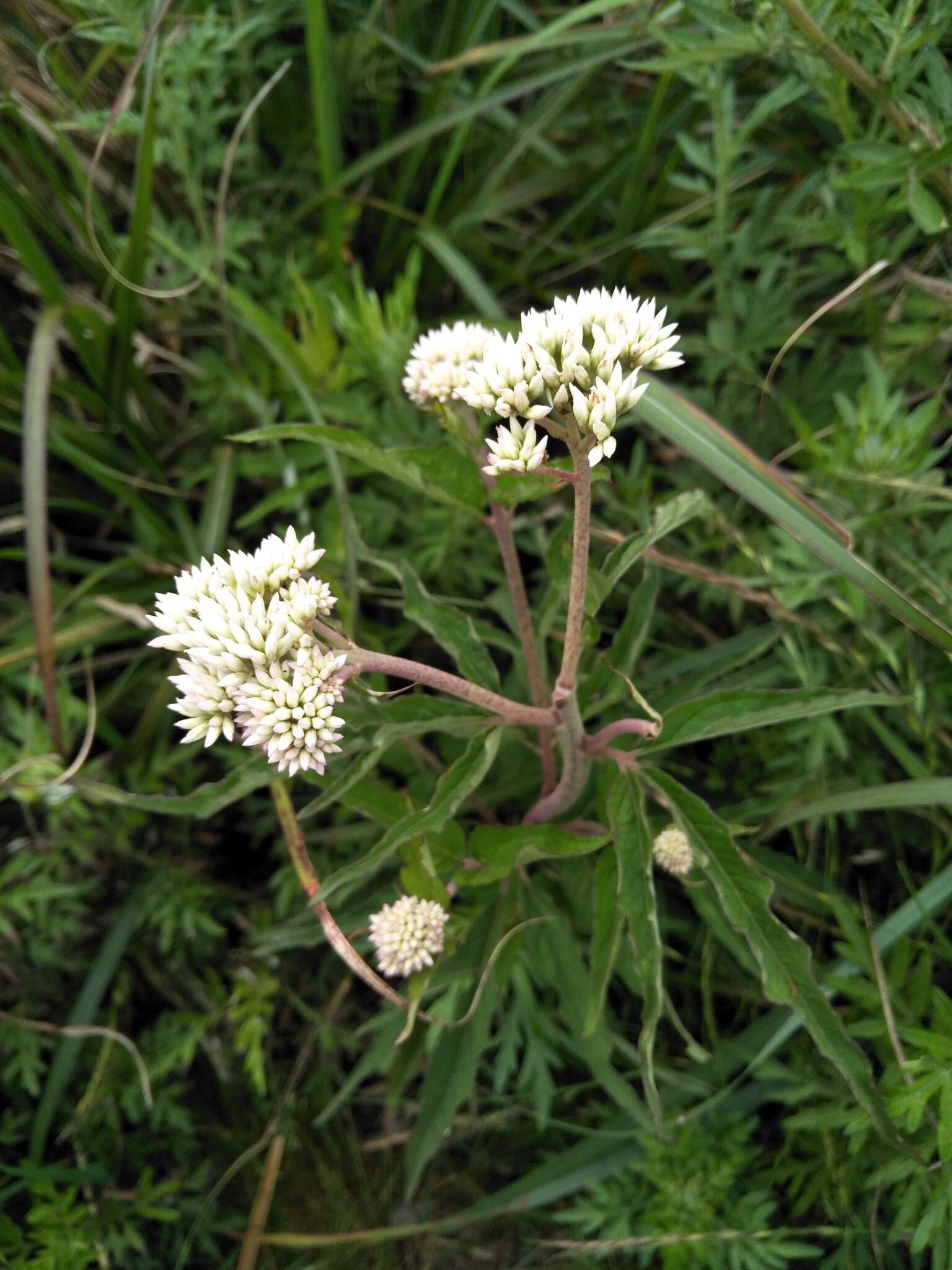 Image of Eupatorium formosanum Hayata