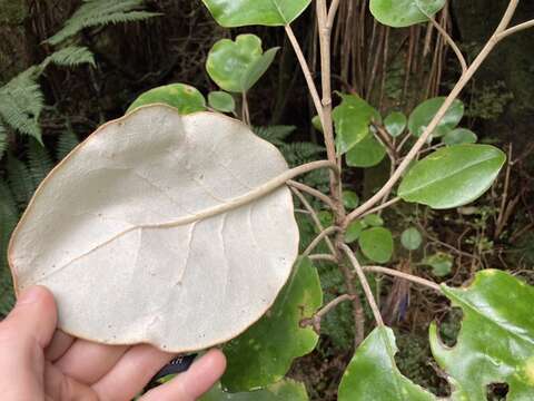 Image of <i>Brachyglottis <i>rotundifolia</i></i> var. rotundifolia