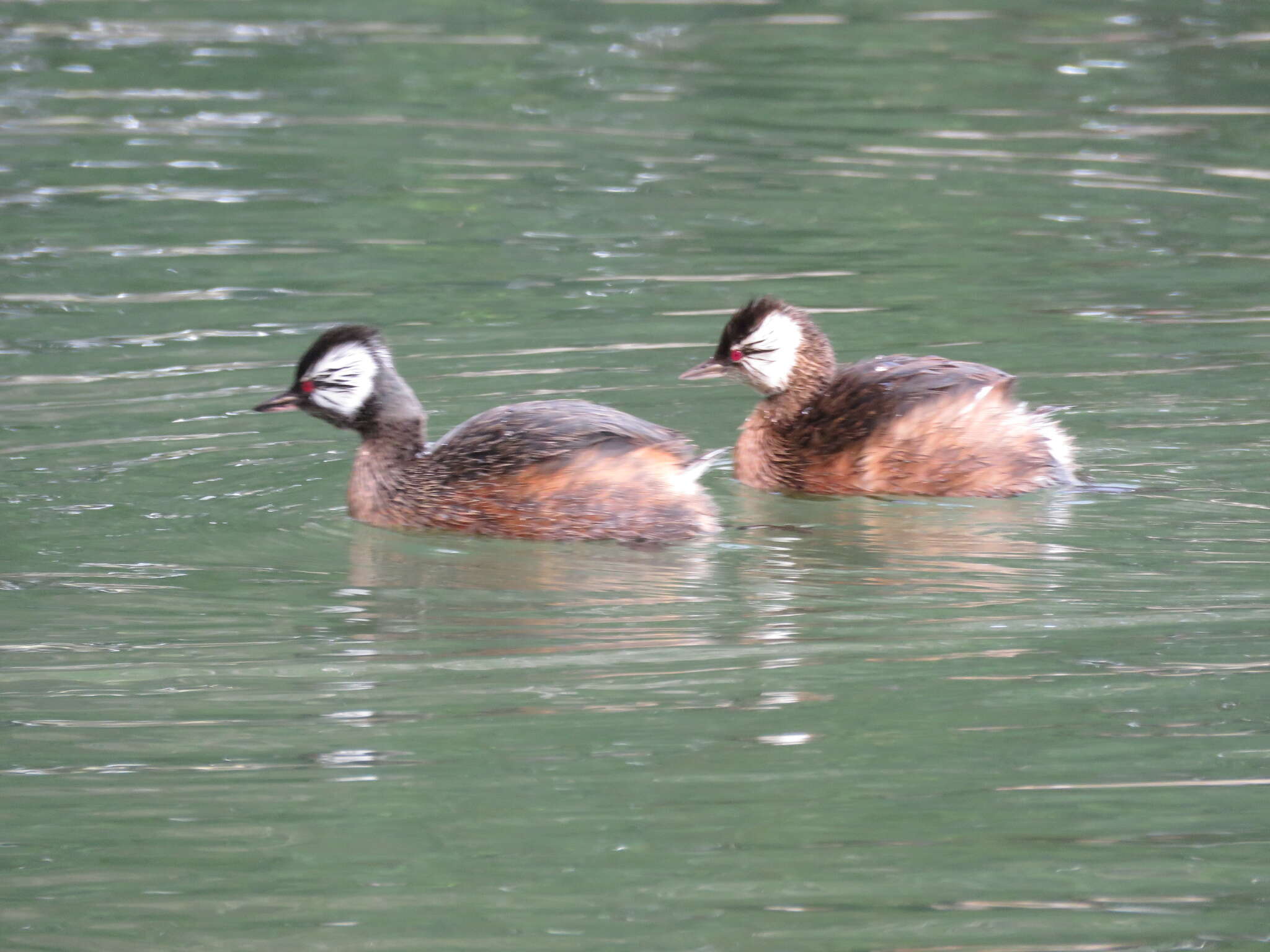 Image of White-tufted Grebe