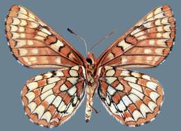 Euphydryas anicia alena W. Barnes & Benjamin 1926的圖片