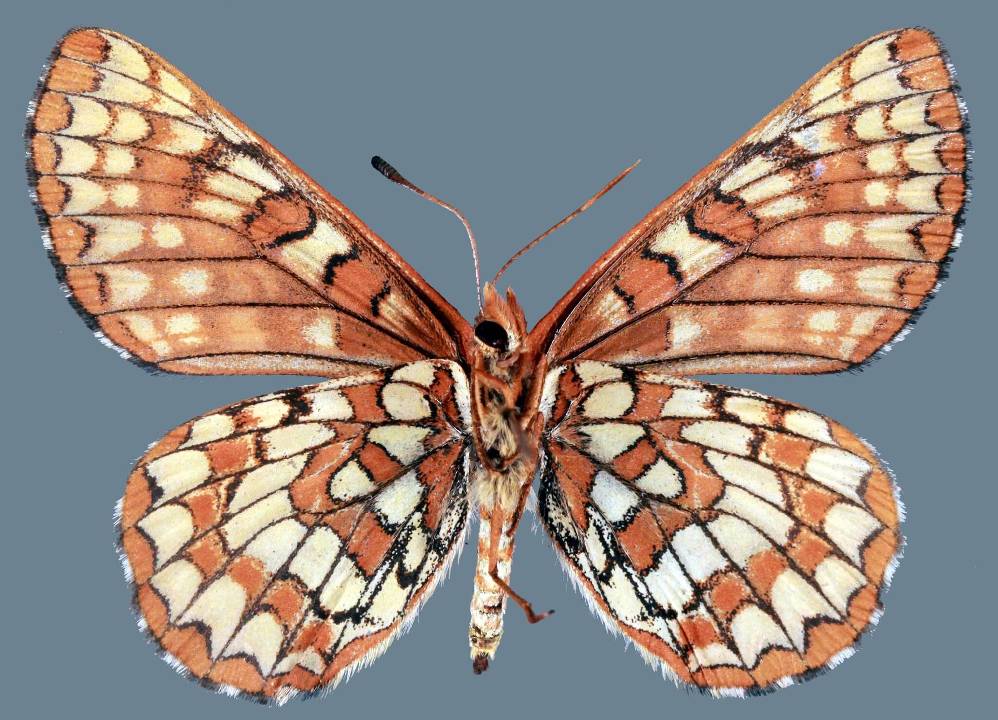 Euphydryas anicia alena W. Barnes & Benjamin 1926的圖片