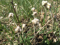 Image of woman's tobacco