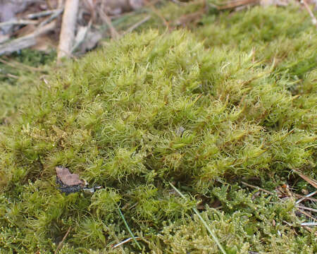 Image of Ontario dicranum moss