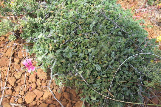 Image of Pelargonium griseum Knuth