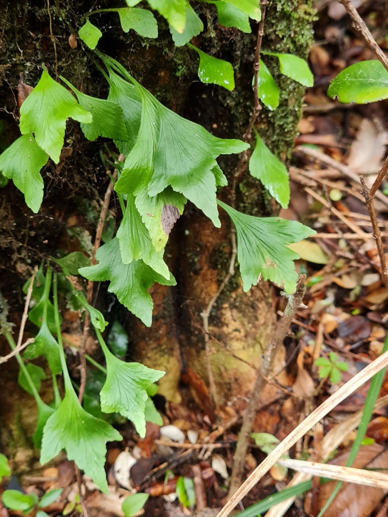 Image of Asplenium trilobum Cav.